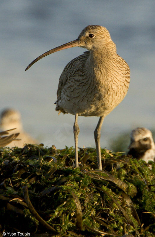 Eurasian Curlew, identification