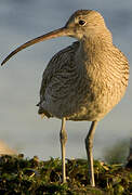 Eurasian Curlew