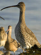 Eurasian Curlew