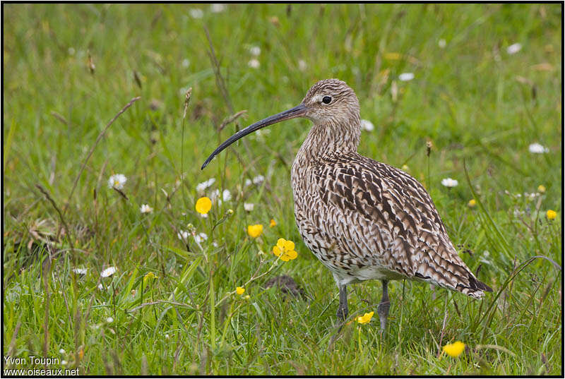 Eurasian Curlew female adult breeding, identification