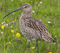 Eurasian Curlew