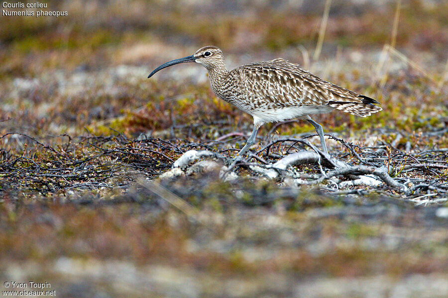 Eurasian Whimbrel, identification