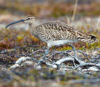 Whimbrel