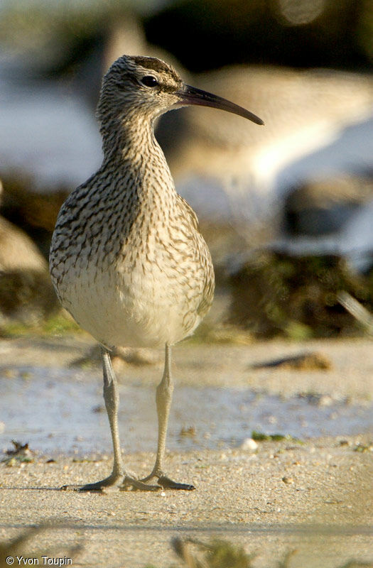 Whimbrel, identification