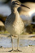 Eurasian Whimbrel