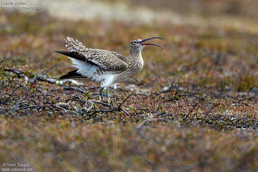 Whimbrel, identification, Behaviour