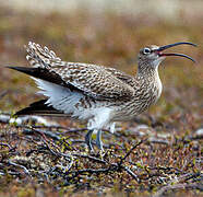 Eurasian Whimbrel