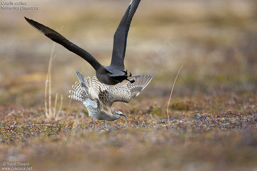 Eurasian Whimbrel, identification, Behaviour