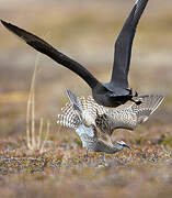 Eurasian Whimbrel