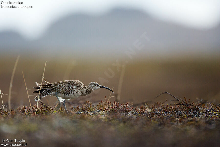 Whimbrel