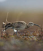 Eurasian Whimbrel