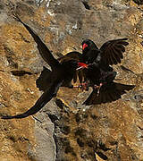 Red-billed Chough