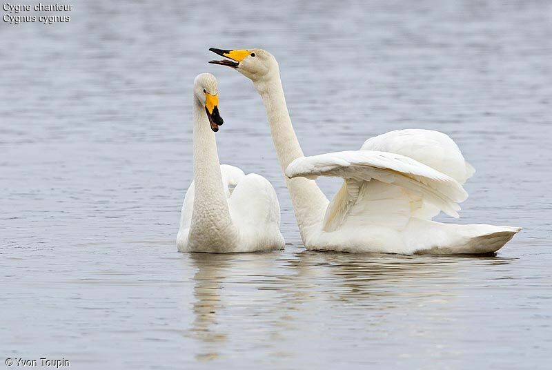 Cygne chanteur , identification