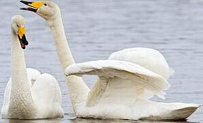 Cygne chanteur