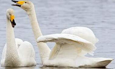 Cygne chanteur