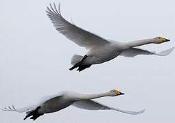 Whooper Swan