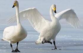 Whooper Swan