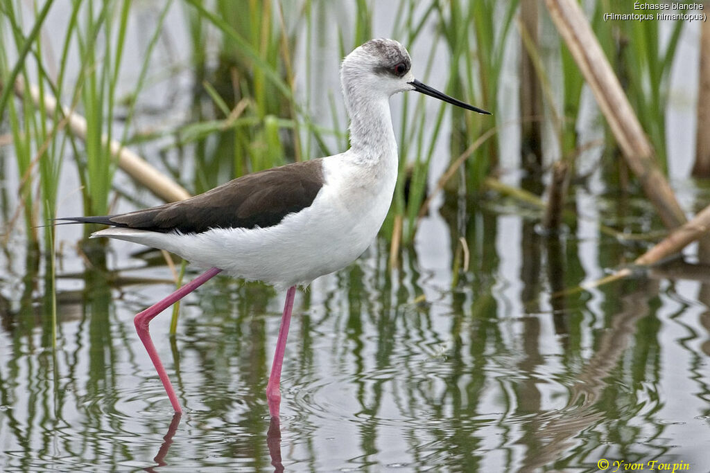 Échasse blanche, identification