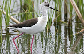 Black-winged Stilt