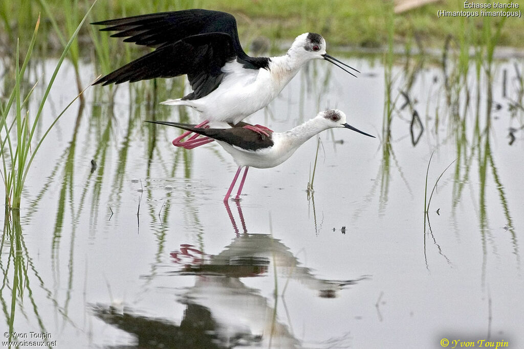 Échasse blanche, identification, Comportement