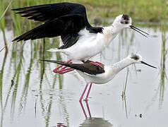 Black-winged Stilt