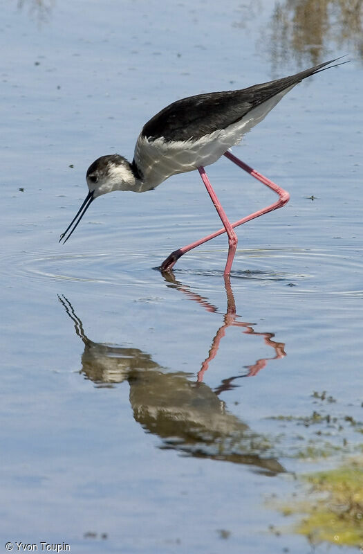 Black-winged Stilt, identification