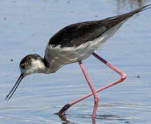 Black-winged Stilt