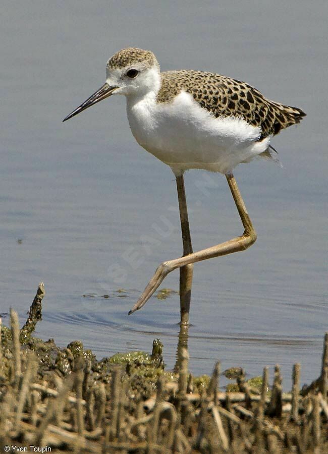 Black-winged Stiltjuvenile