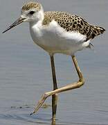 Black-winged Stilt