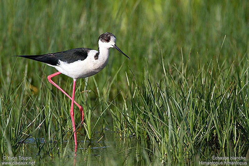 Échasse blanche, identification