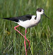 Black-winged Stilt