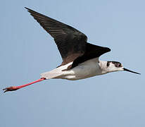 Black-winged Stilt