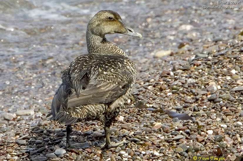 Common Eider female