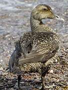 Common Eider