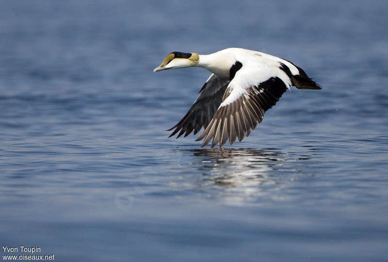 Common Eider male adult breeding, Flight