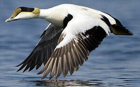 Eider à duvet