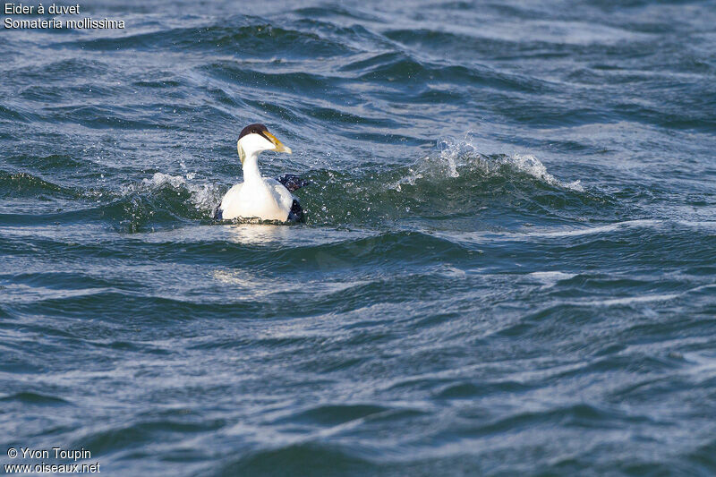 Common Eider, identification