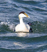 Eider à duvet