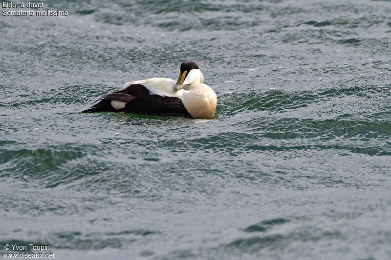 Eider à duvet, identification