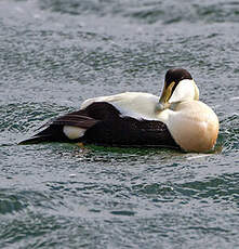 Eider à duvet