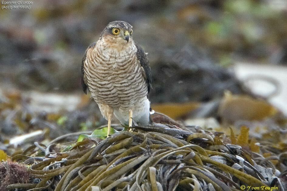 Eurasian Sparrowhawk, identification