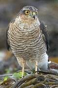 Eurasian Sparrowhawk