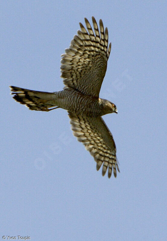 Eurasian Sparrowhawk, Flight