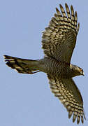 Eurasian Sparrowhawk