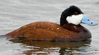 Ruddy Duck