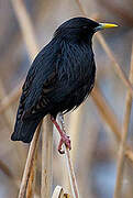 Spotless Starling