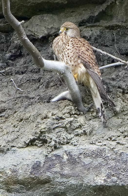 Common Kestrel