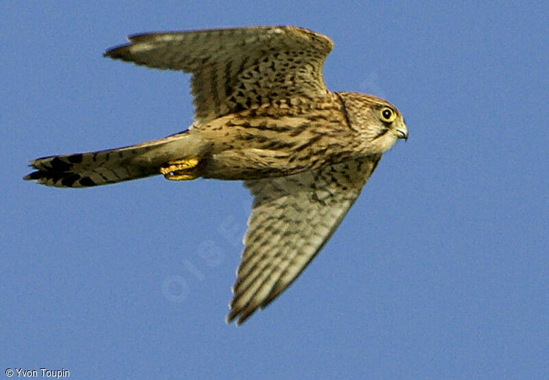 Common Kestrel, Flight