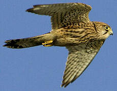 Common Kestrel