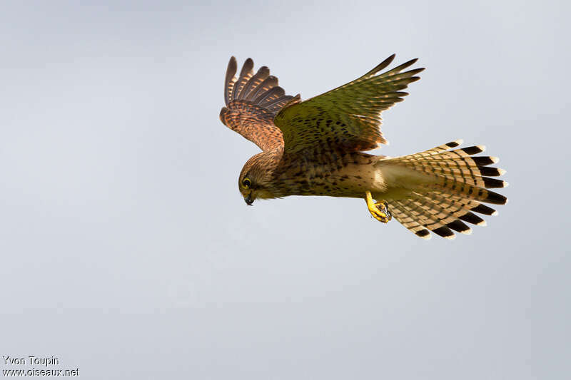 Common Kestrel female, Flight, Behaviour